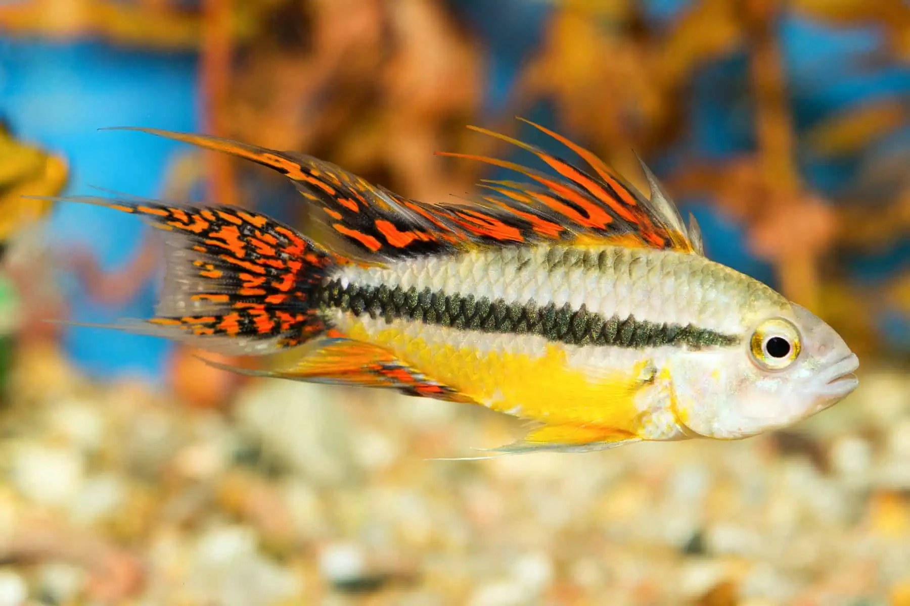 40 Coolest Freshwater Aquarium Fish 2024: For All Fish Keepers